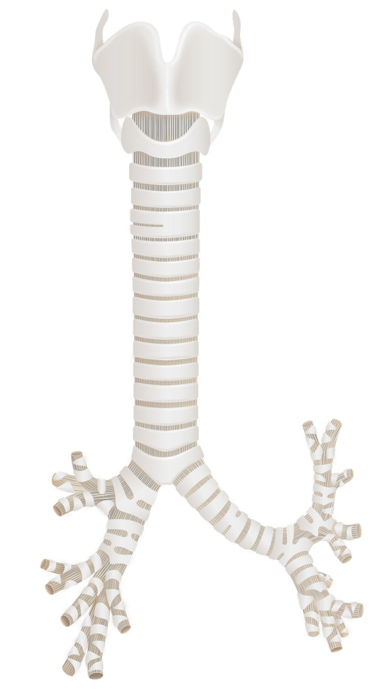 Labelled anatomical diagram of the airway (bronchial tree) from the trachea through the bronchi and bronchioles to the alveoli.